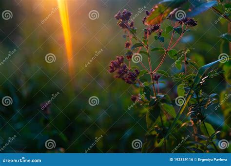 Flores Silvestres Nas Raias Do Sol Foto De Stock Imagem De Raios