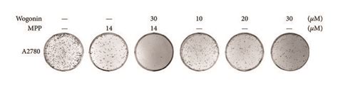 Combination Effects Of Wogonin And Mpp On Cancer Cell Invasion And