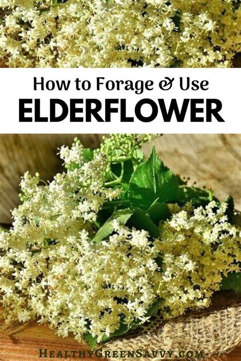 What Is Elderflower Incredible Elderflower Uses Benefits Artofit