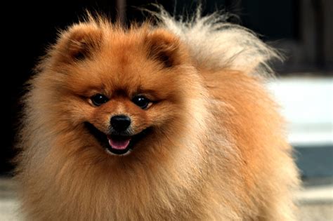 Datos Sobre Los Pomerania Que Probablemente No Sab As Con Mis Mascotas