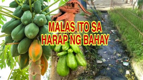 Malas Ito Sa Harap Ng Bahay Apple Paguio1 Youtube