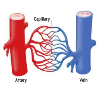 What Is The Difference Between Veins Arteries And Capillaries Socratic