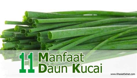 11 Manfaat Daun Kucai untuk Kesehatan - Khasiat Sehat