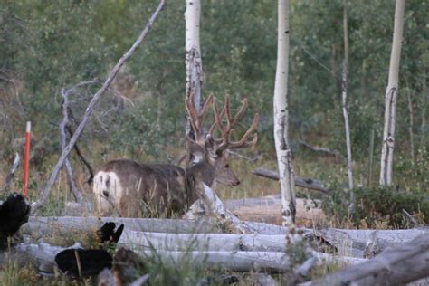 Colorado Mule Deer Hunts | Colorado Mule Deer Hunting Outfitters & Guide