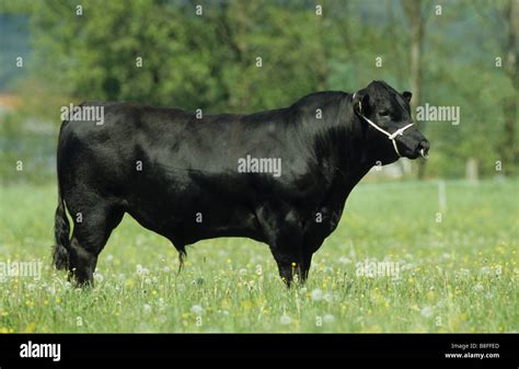 Aberdeen Angus, Black Angus (Bos taurus, Bos primigenius), black ...