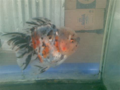 1001 Goldfish Calico Oranda Broadtail