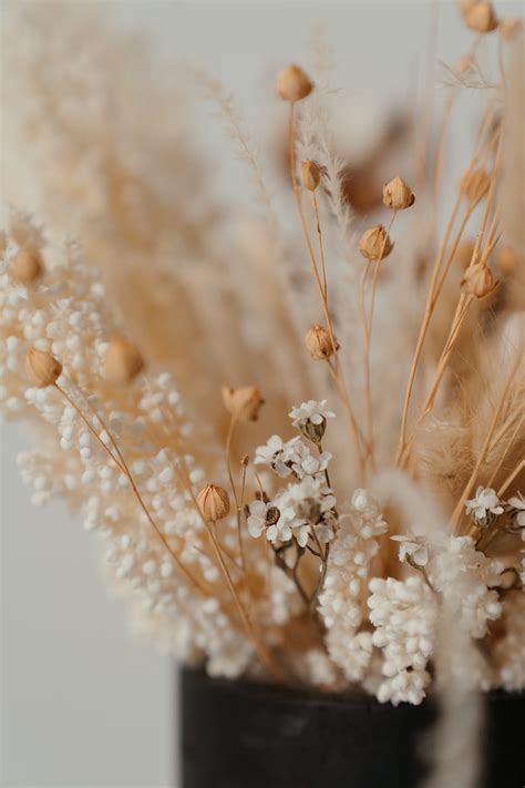 Best Dried Flowers Dry Flower Hd Phone Wallpaper Pxfuel