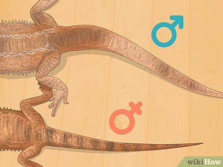 How To Tell The Sex Of A Bearded Dragon Accurate Methods