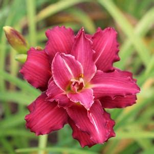 Allium Purple Sensation Ornamental Onion Pre Order For Fall