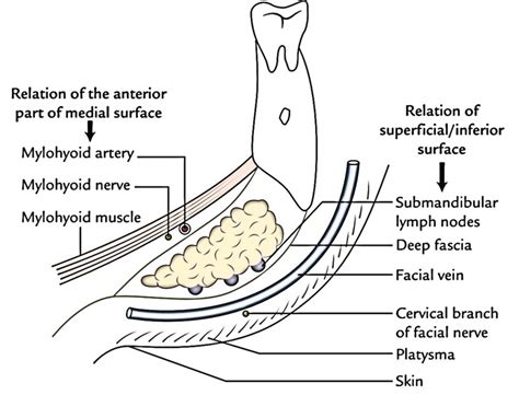 Submandibular Gland, Submandibular Ganglion (Langley’s Ganglion) and ...