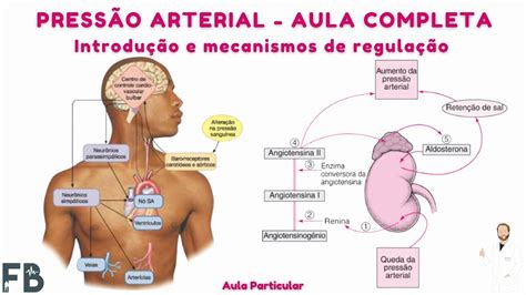 Press O Arterial Introdu O E Mecanismos De Regula O Aula Completa