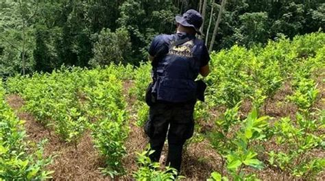 Aseguran Manzanas De Arbustos De Coca En Olancho