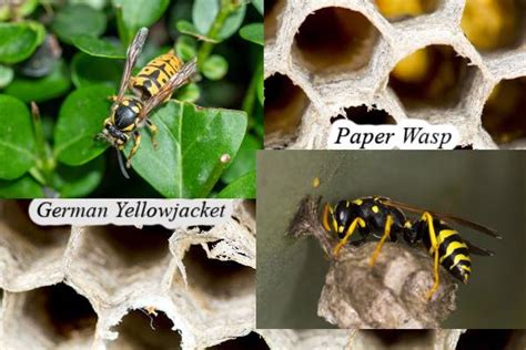 Difference Between Bees And Wasps Croach® Pest Control