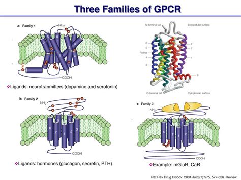 PPT - G-Protein-Coupled Receptor (GPCR): Structure and Function PowerPoint Presentation - ID:5754227