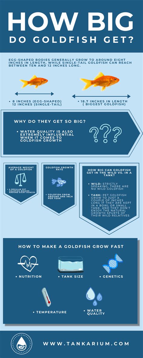 How Big Do Goldfish Get? Growth Rate For Different Types