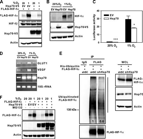 Hsp And Chip Selectively Mediate Ubiquitination And Degradation Of