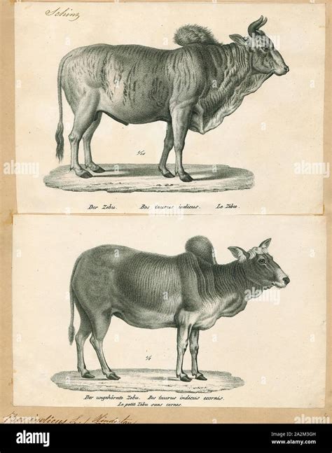 Bos Indicus Print A Zebu Sometimes Known As Indicine Cattle Or