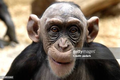 Hairless Chimpanzee Photos et images de collection - Getty Images