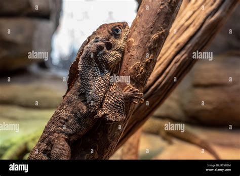 Chlamydosaurus Kingii Frilled Neck Lizard Stock Photo Alamy