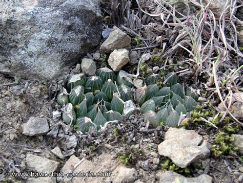 All You Wanted To Know About Haworthias Gasterias And Astrolobas