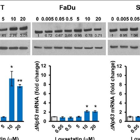 Lovastatin Selectively Induces Np Protein And Mrna In Hacat Cells