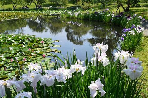 （写真）花々×水辺が美しい「花菖蒲・睡蓮まつり」開催！ 入場無料の小田原フラワーガーデンで おでかけ クランクイン！トレンド