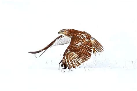 Red Tailed Hawk Take Off For Sale As Framed Prints Photos Wall Art