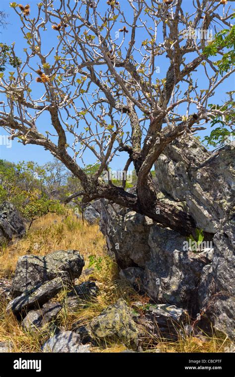 Savanna biome called cerrado, Brazil Highlands: vegetation on rock ...