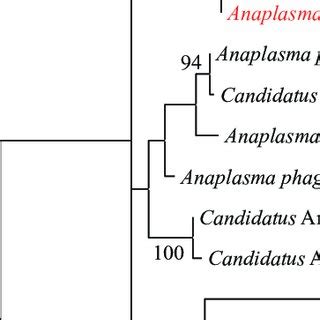 Phylogenetic Relationship Of Anaplasma Species Based On Rrs Sequences