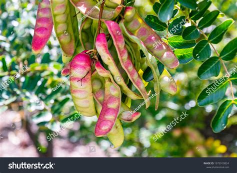 5591 Caesalpinia Color Images Stock Photos And Vectors Shutterstock