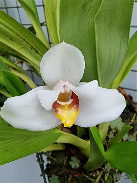 Maxillaria Grandiflora Monique Jl Sancho Fasolin Flickr