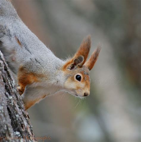 European Red Squirrel photo - WP09534