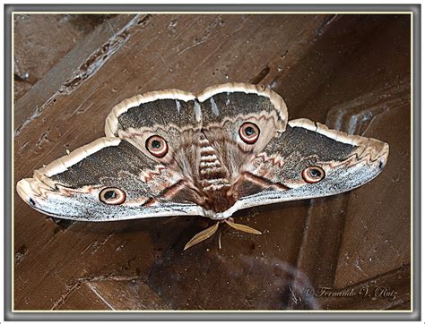 Insectos de La Rioja Saturnia pyri Gran Pavón