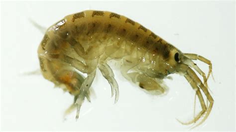 Killer Shrimp Banned In Michigan To Protect Great Lakes Windsor Cbc News