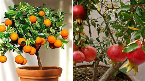 Absolutely Stunning Fruit Trees That Grow Great In Containers Garden Beds