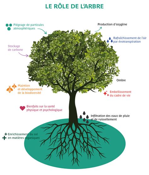 Subvention Pour L Achat Et La Plantation D Un Arbre Site Officiel De