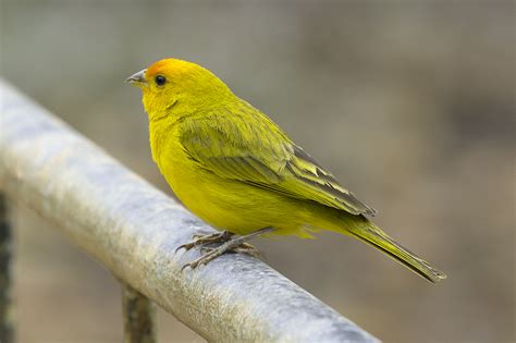 Saffron Finch Sicalis Flaveola Male The Saffron Finch Flickr