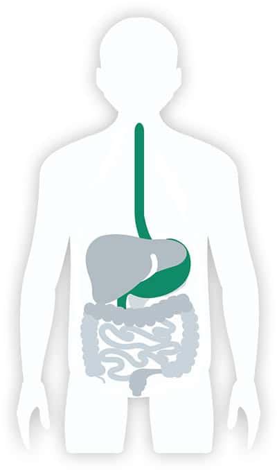 Gastric And Oesophageal Cancer Digestive Cancer Europe