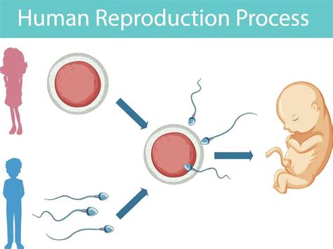 Descargar Infograf A Del Proceso De Reproducci N Humana Gratis