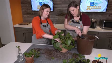 Crafting With The Katies Propagating Plants 9and10 News