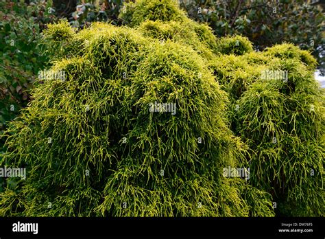 Chamaecyparis Pisifera Filifera Aurea Nana Evergreen Conifer Conifers