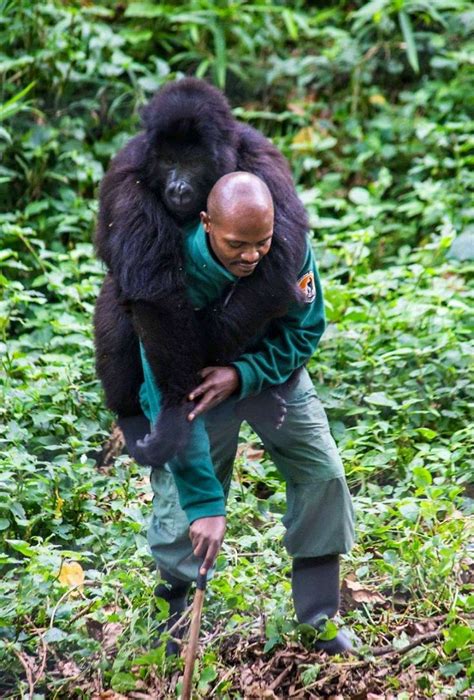 Gorilas Posam Para Selfies Guardas Florestais No Congo E As