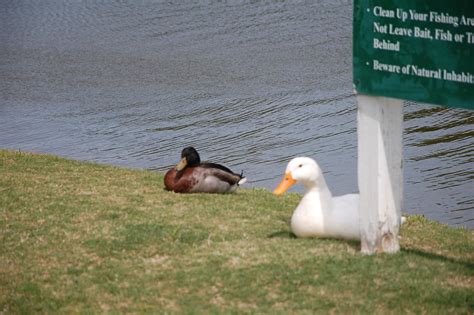 Ducks Flickr