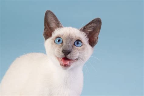 What Cats Have Blue Eyes