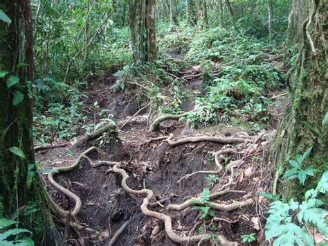 Cerro Chato (Chato Volcano) (Arenal Volcano National Park, Costa Rica ...