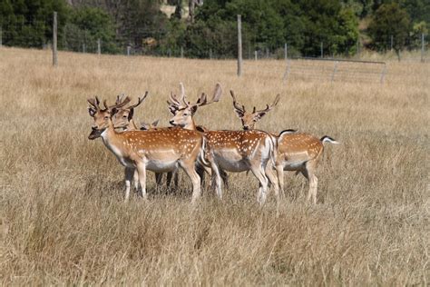 Fallow Deer Zoochat
