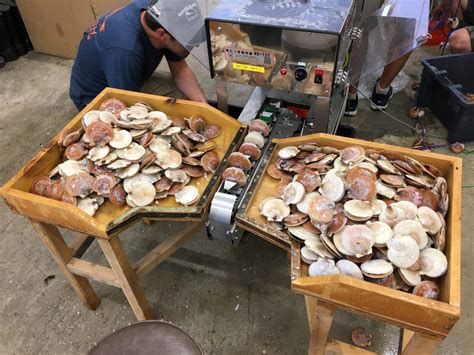 Maine Shellfish Farmers Gaining Confidence With Scallops Responsible