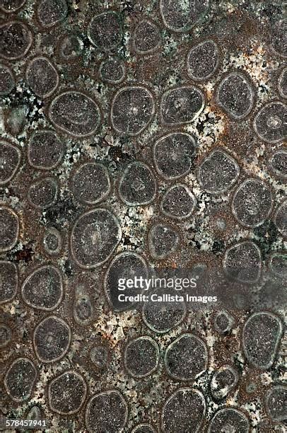 Plutonic Igneous Rock Photos And Premium High Res Pictures Getty Images