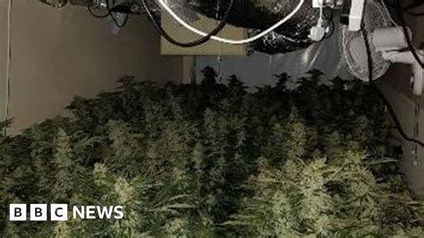 Carmarthen Cannabis Farm Worth £100000 Found