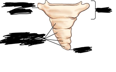 coccyx (anterior view) Diagram | Quizlet